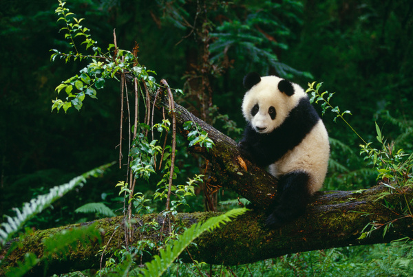 Giant Panda Climbing Tree